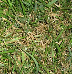 Grass Fungus Tips On Identifying And Treating Of Lawn Fungus