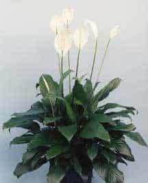 Why Do Peace Lily Get Brown Leaves and Tips