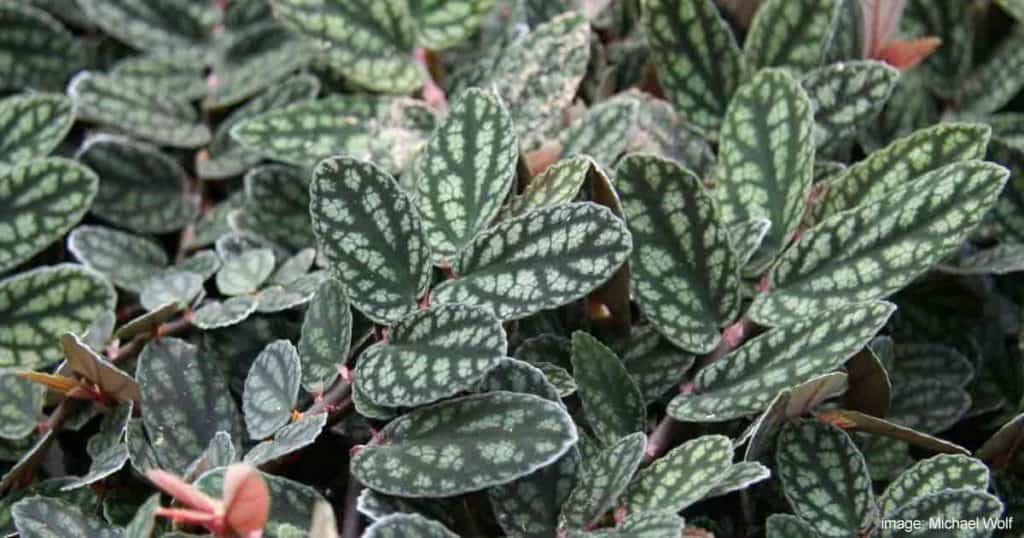 unusual foliage of the pellionia plant