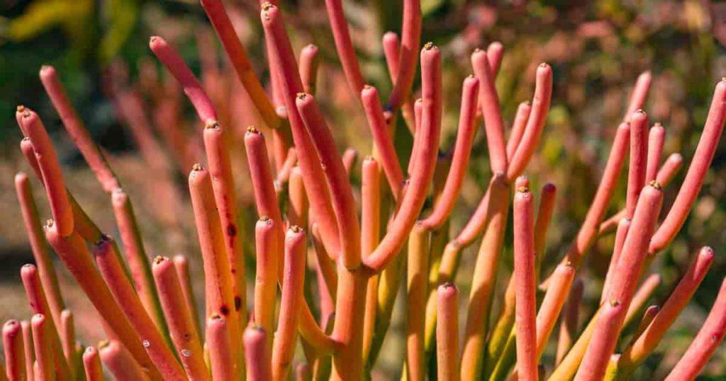 fire red leaves of the pencil cactus