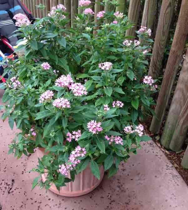 Topf rosa Pentas Legoland September 2017