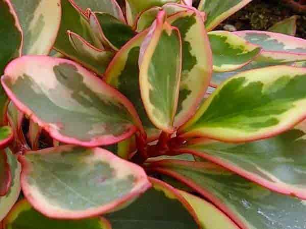 Peperomia clusiifolia 'Ginny' or Rainbow