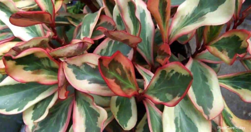 colorful foliage of Peperomia clusiifolia Jeli