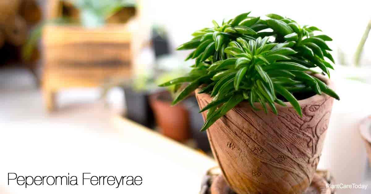 Peperomia Ferreyrae Care Tips Growing The Pincushion Peperomia