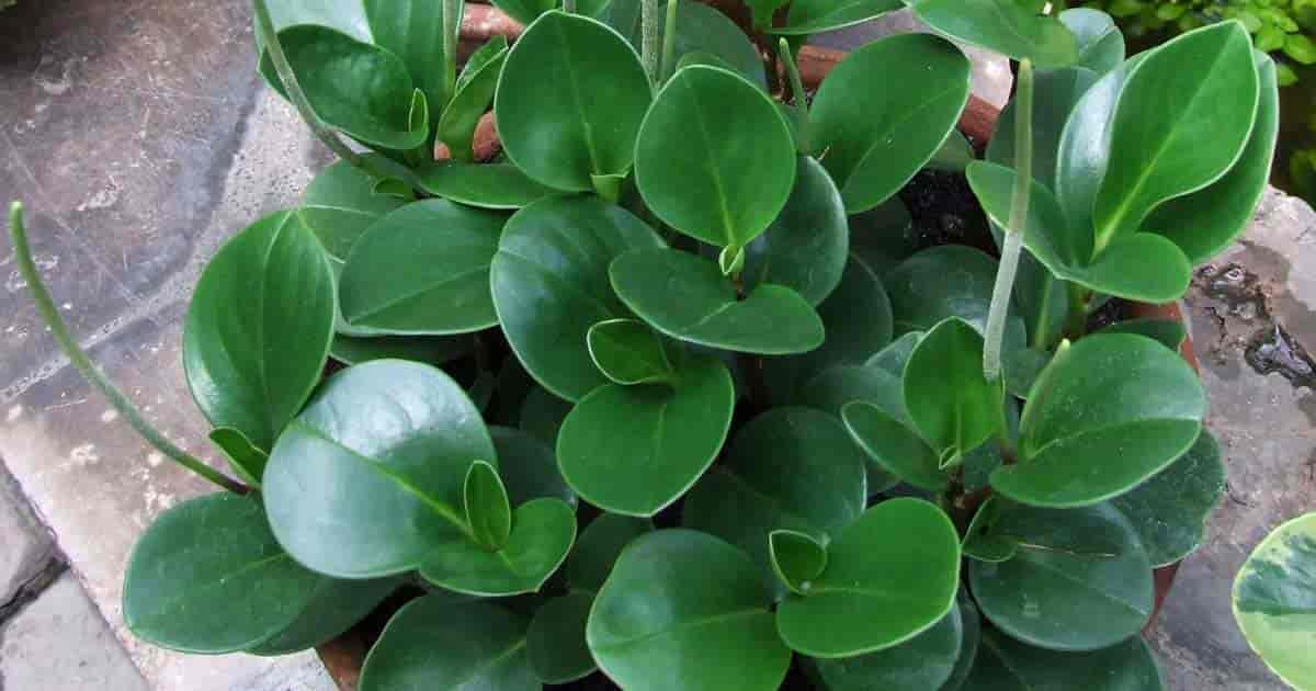 Peperomia obtusifolia (American Rubber Plant, Baby Rubberplant, Baby Rubber  Plant, Oval Leaf Peperomia)