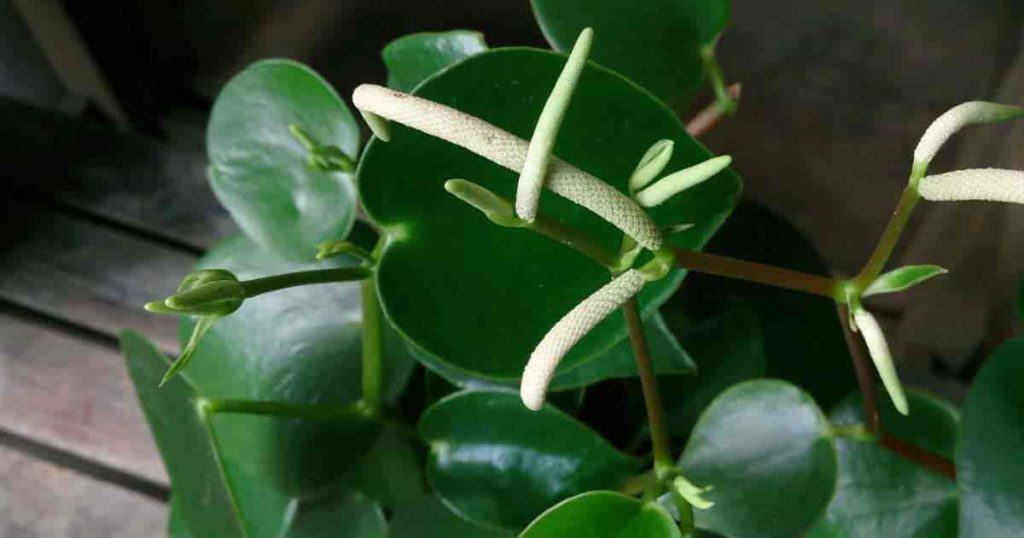 Peperomia Polybotrya Growing The Coin Leaf Peperomia