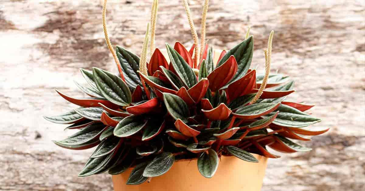 Peperomia Rosso Care: How To Grow Red Peperomia