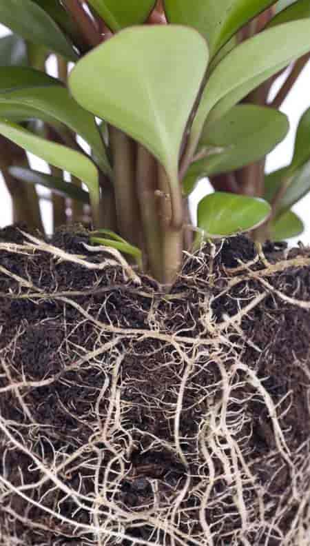 root system of peperomia