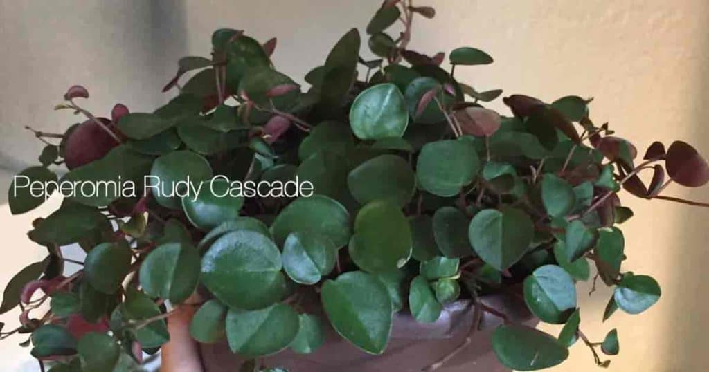 nærbilde av Peperomia Ruby Cascade