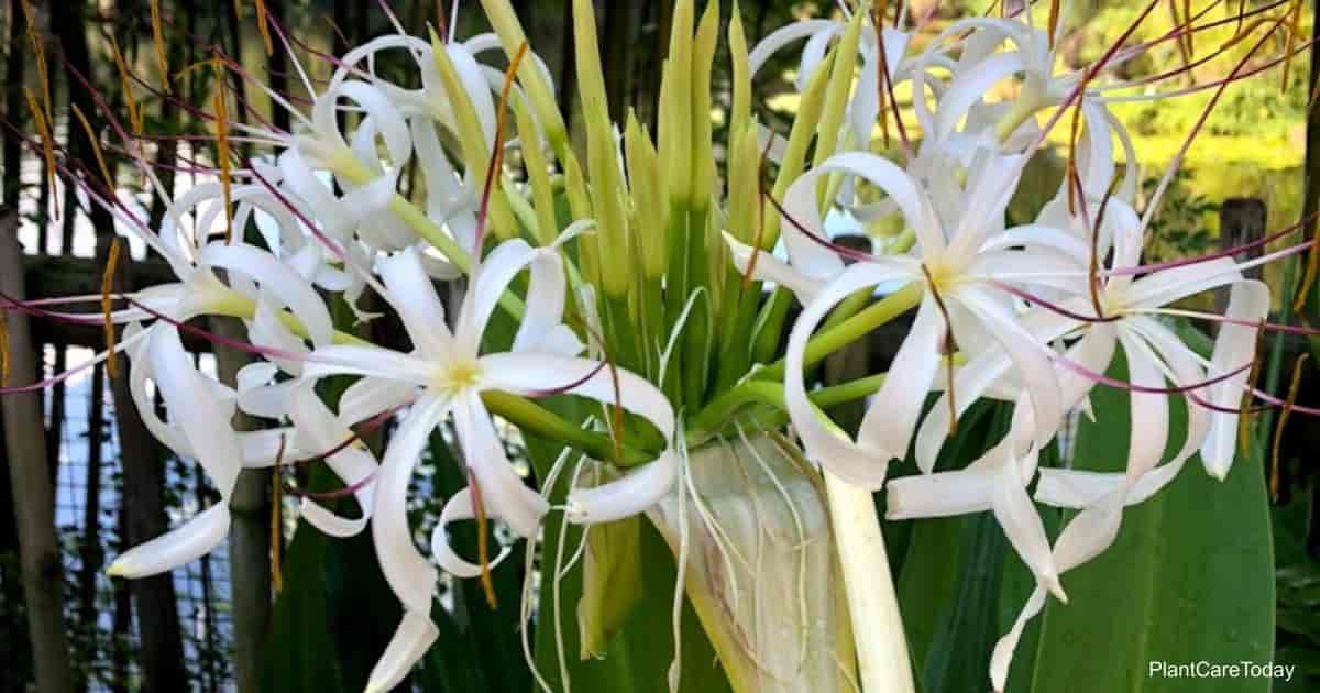 White Crinum lily blooms