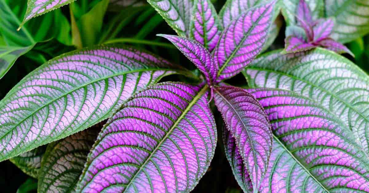 Strobilanthes Dyerianus silvery iridescent purple foliage