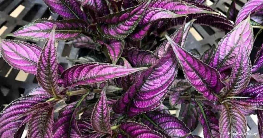 iridescent purple leaves of Persian Shield Strobilanthes Plant