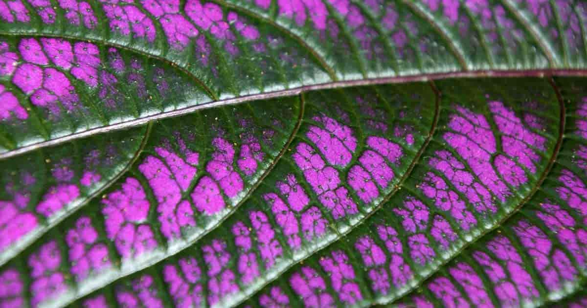 close up of Shield plant (Strobilanthes)