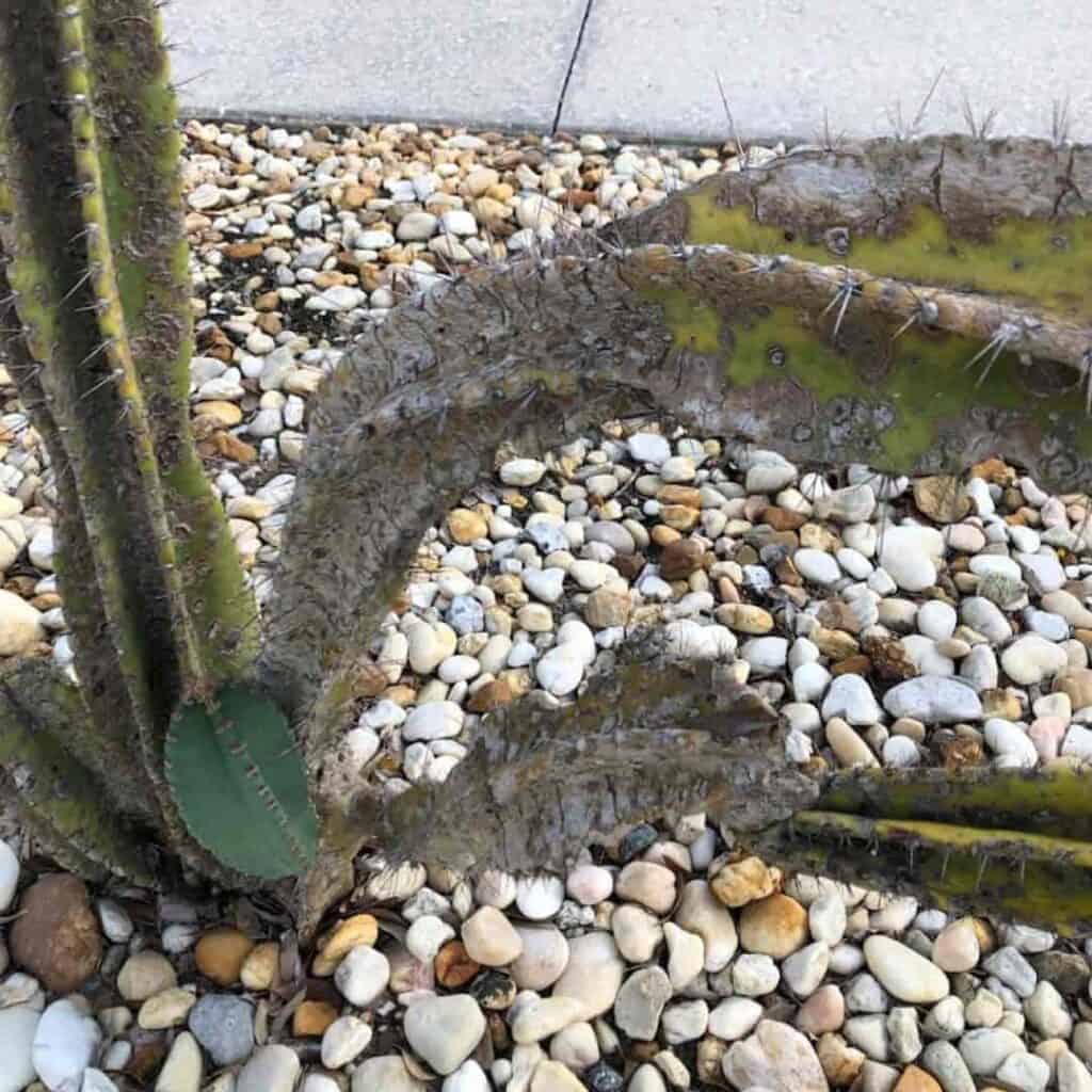 Cereus showing the affects of frost or cold damage in Palm Coast, Florida.