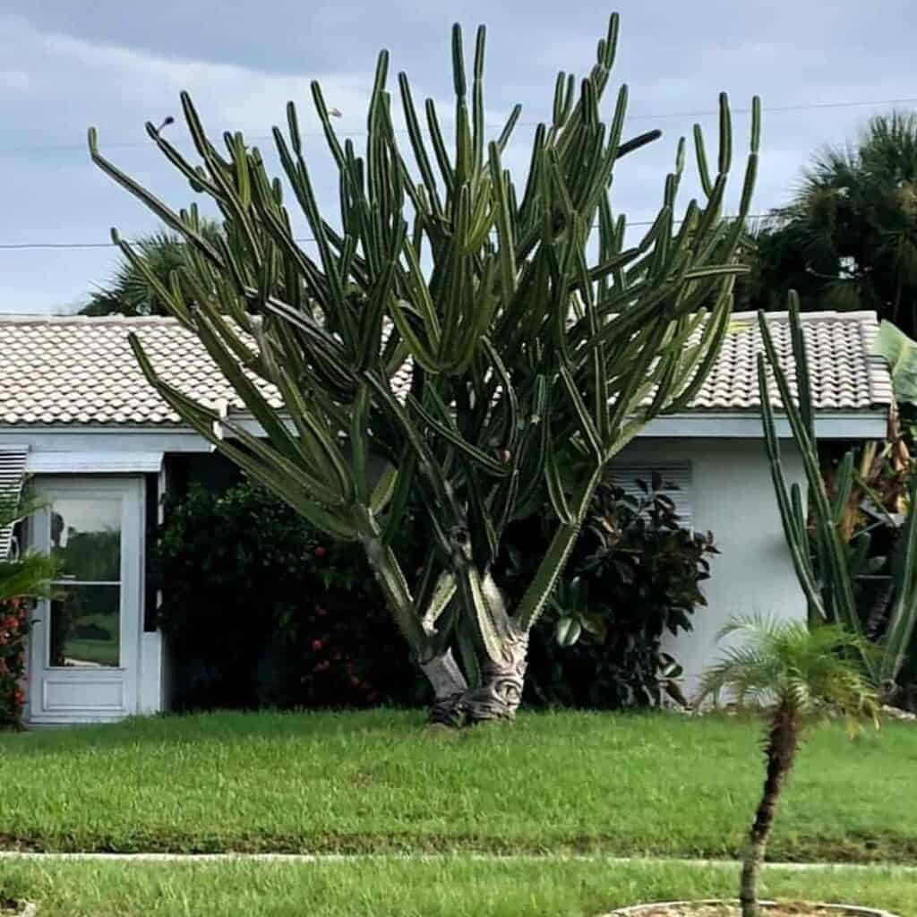 Large tall cereus peruvianus growing outdoors. Old Peruvian apple cactus with multiple columnar branches.