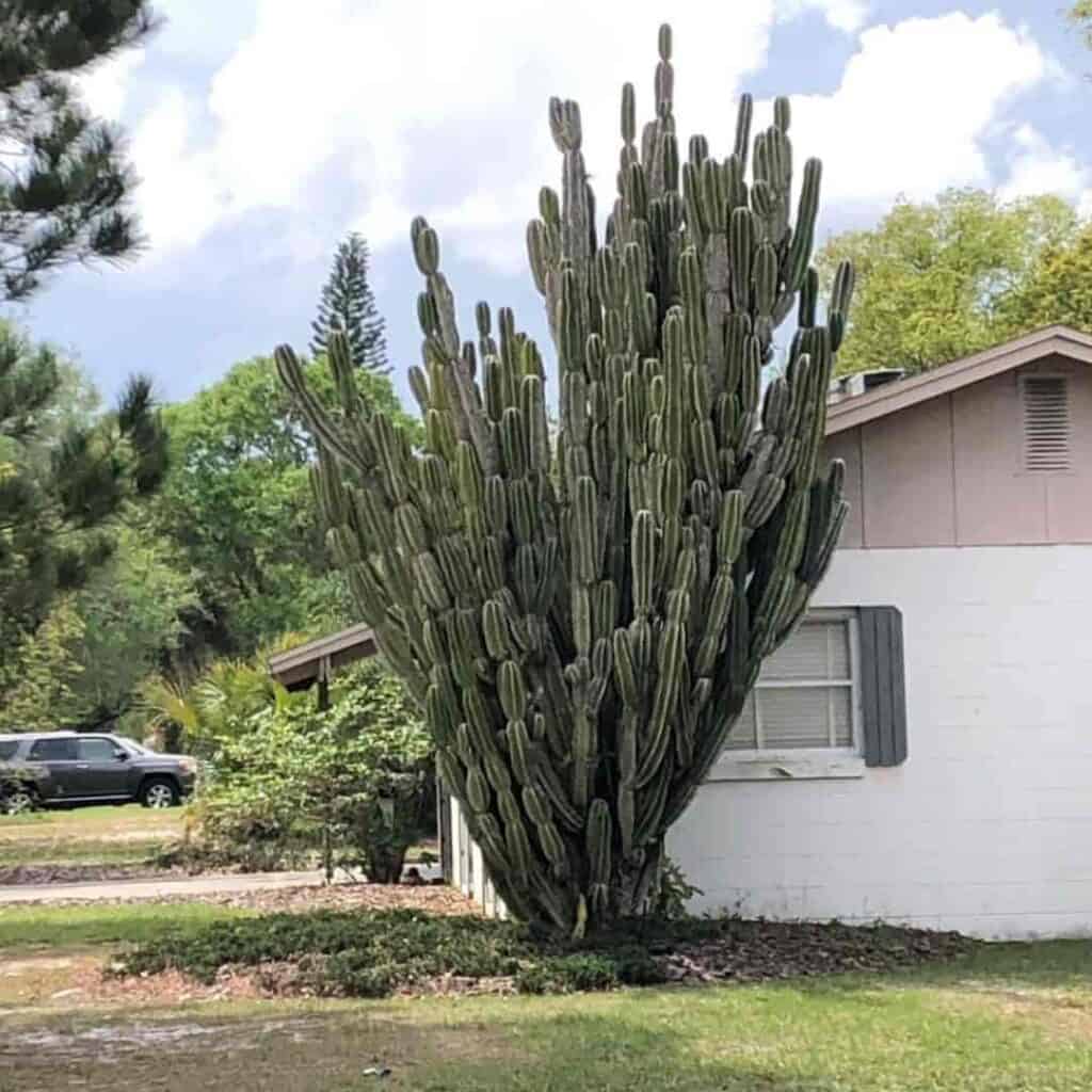 Peruvian Cereus apple cactus growing in the landscape - Winter Park, Florida