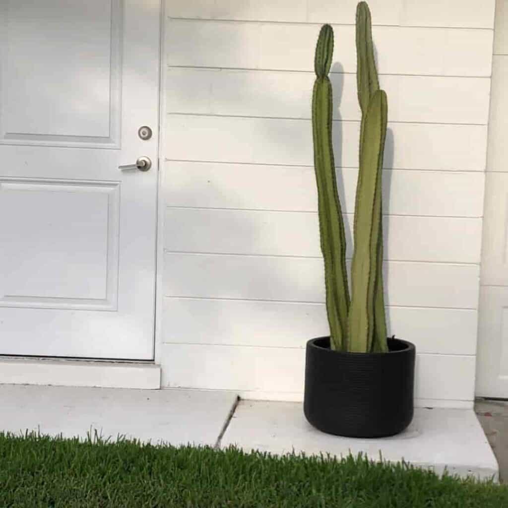 A potted Peruvian apple cactus with several columnar branches growing in a pot in Winter Park, Florida.