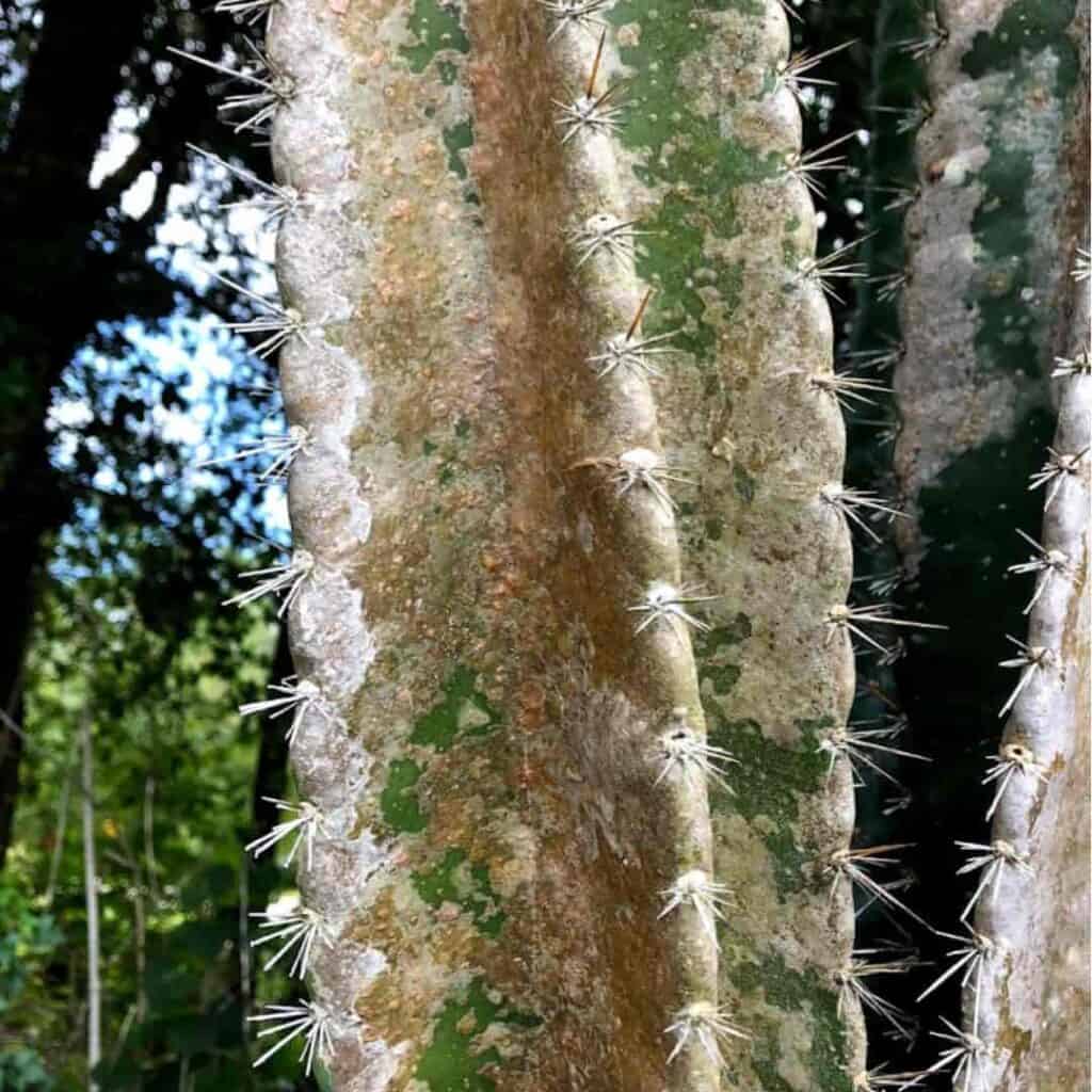 Old Peruvian apple cactus with plant scale. Arcadia Florida