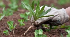 Keep Your Pets Safe With These Pet Friendly Weed Killer Idea!
