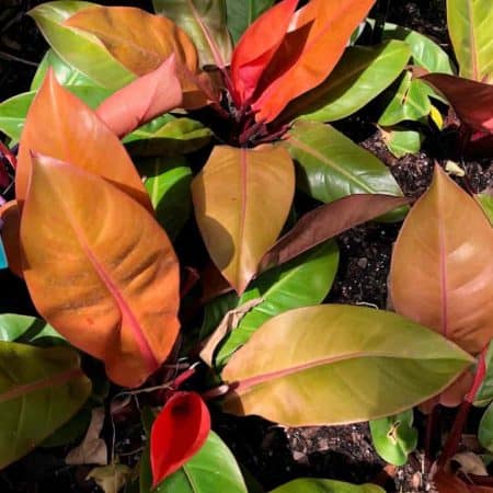 Philodendron Varieties: Philodendrons At The Garden Center