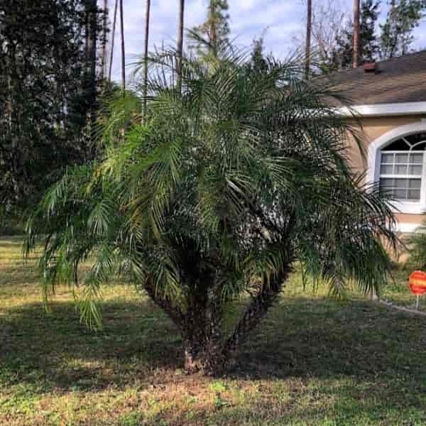 Multi trunk Pygmy Date growing in front yard 