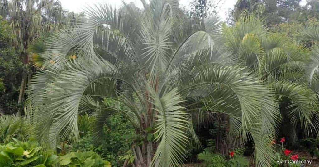 silver fronds of the Pindo Palm Butia Capitata