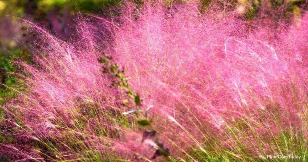 Impresionante hierba Muhly rosa (Muhlenbergia Capillaris)