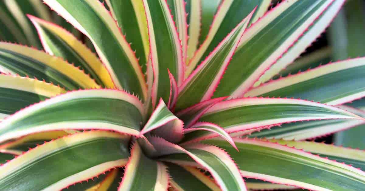 colorful pink pineapple plant