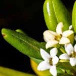 Dwarf Mock Orange Care: Learn Tips On Growing Pittosporum Tobira