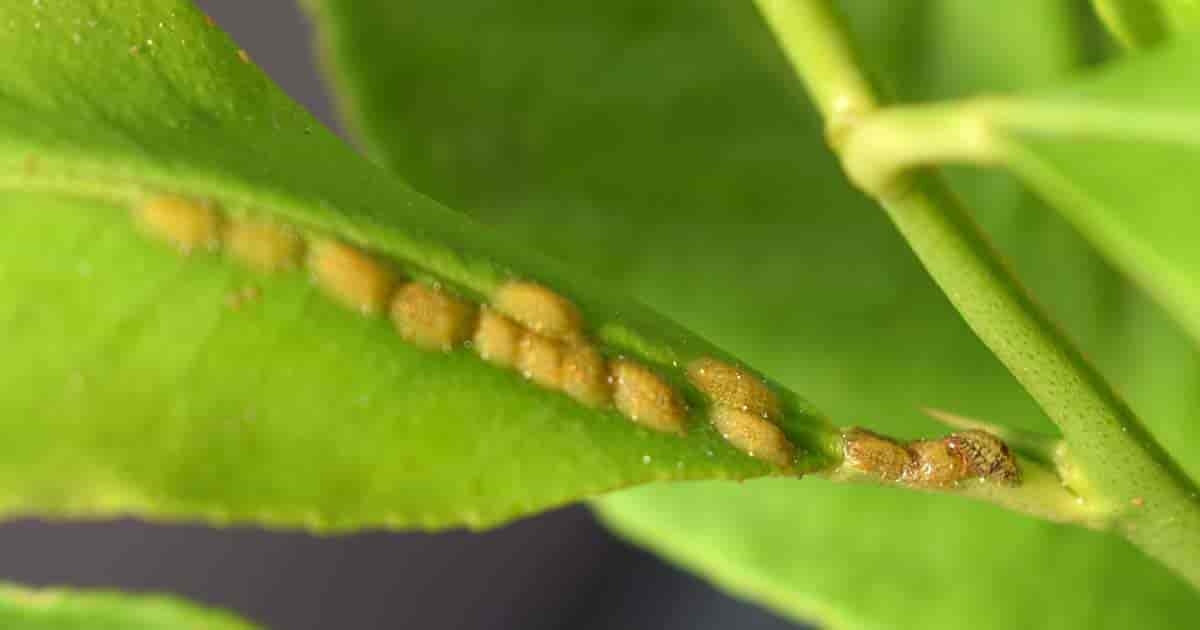 insecte ravageur à échelle réduite se nourrissant de feuilles