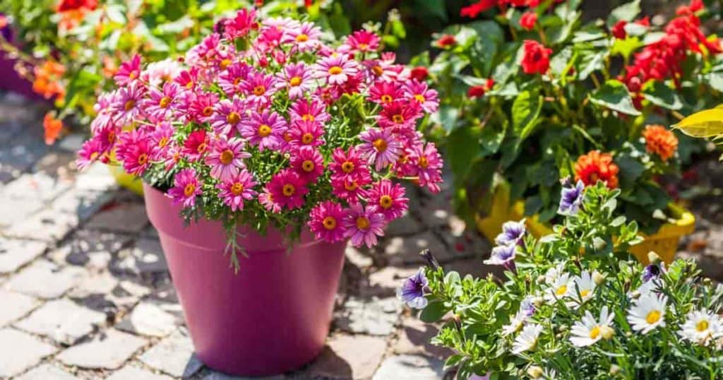 Bright cheery blooms with attractive pot make this patio inviting