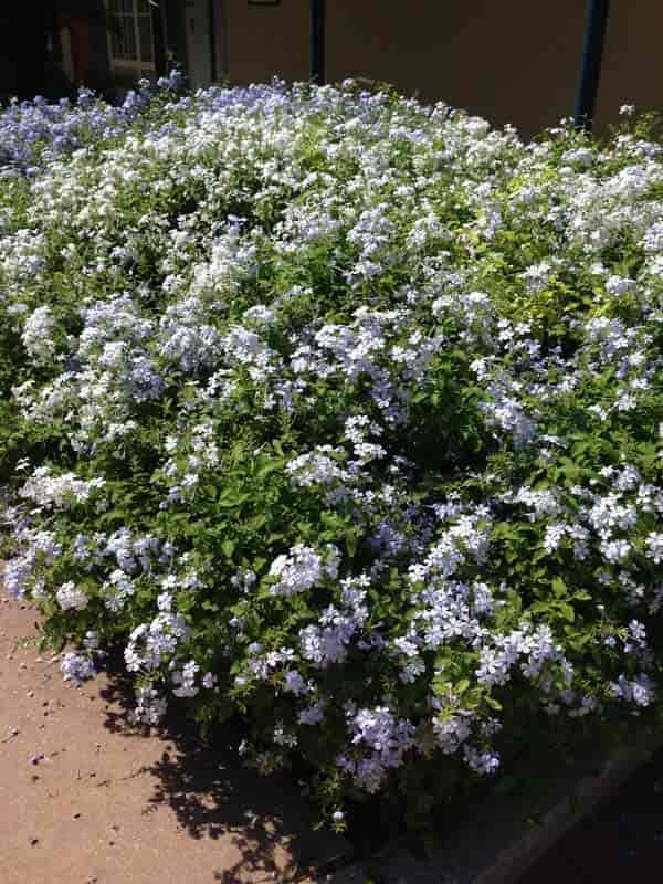 light blue plumbago use as a ground cover shrub 