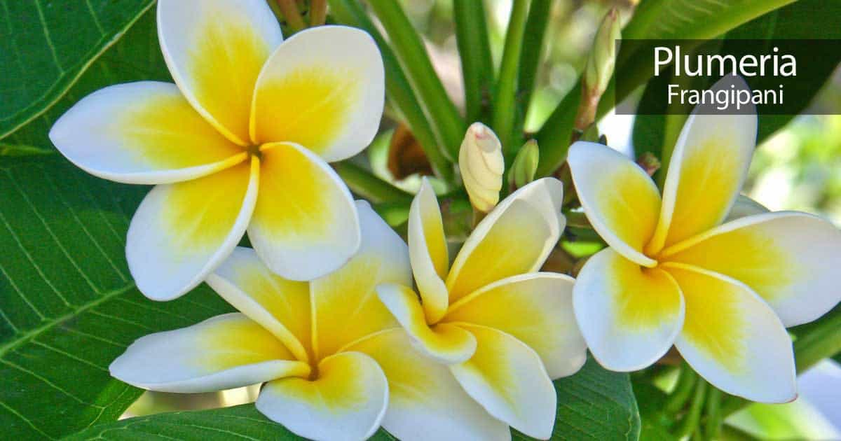 plumeria-frangipani-93020152628