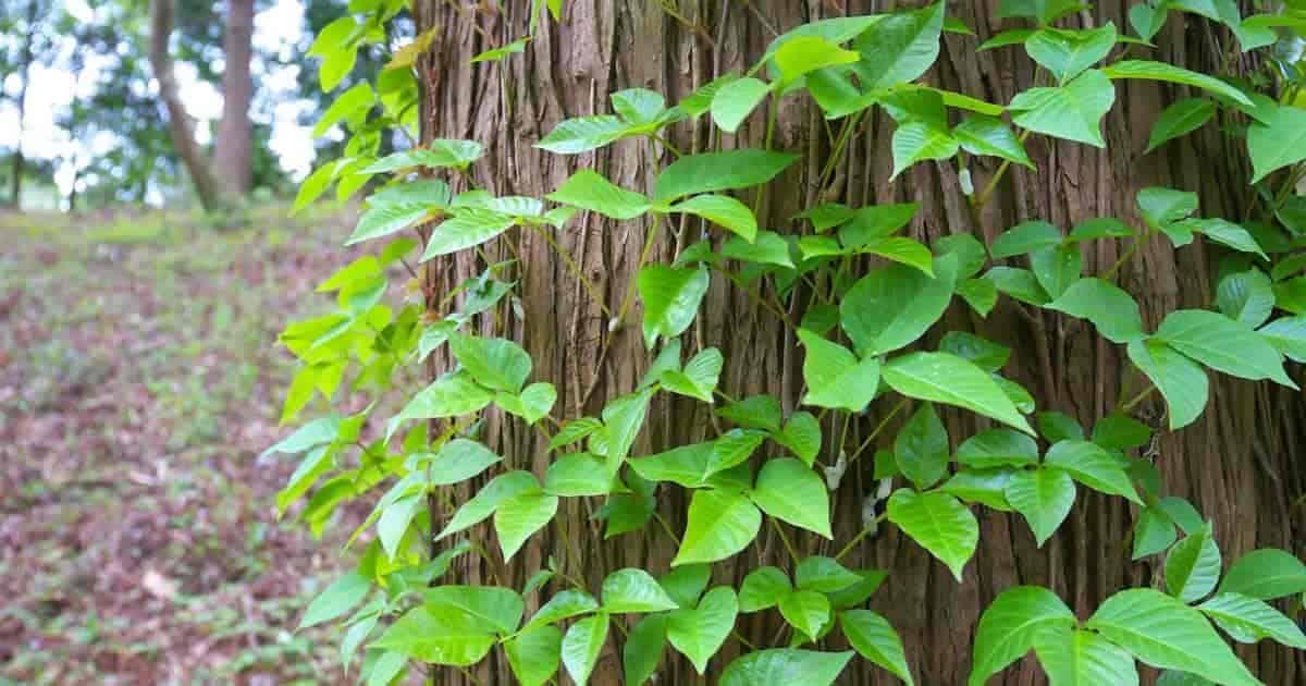 get rid of poison ivy plant or vine growing up a tree trunk before it get out of control