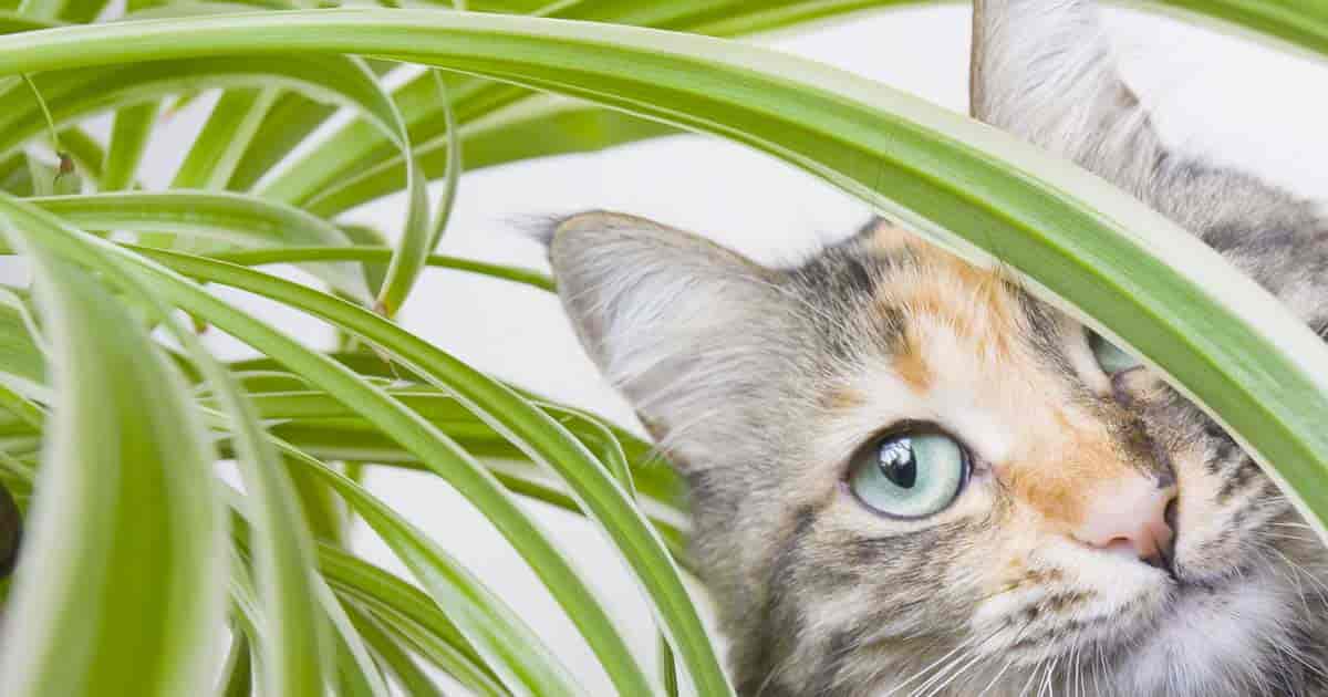 List Of Non Toxic Houseplants For Cats