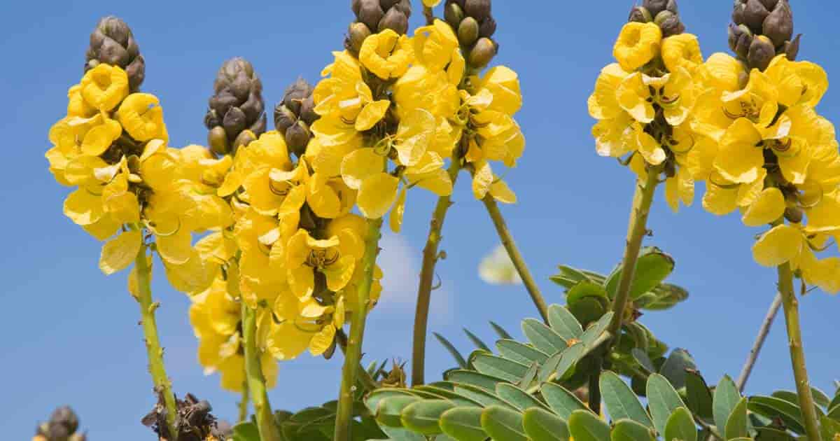 Yelow flowers of the Popcorn Cassia (Cassia Didymobotrya)