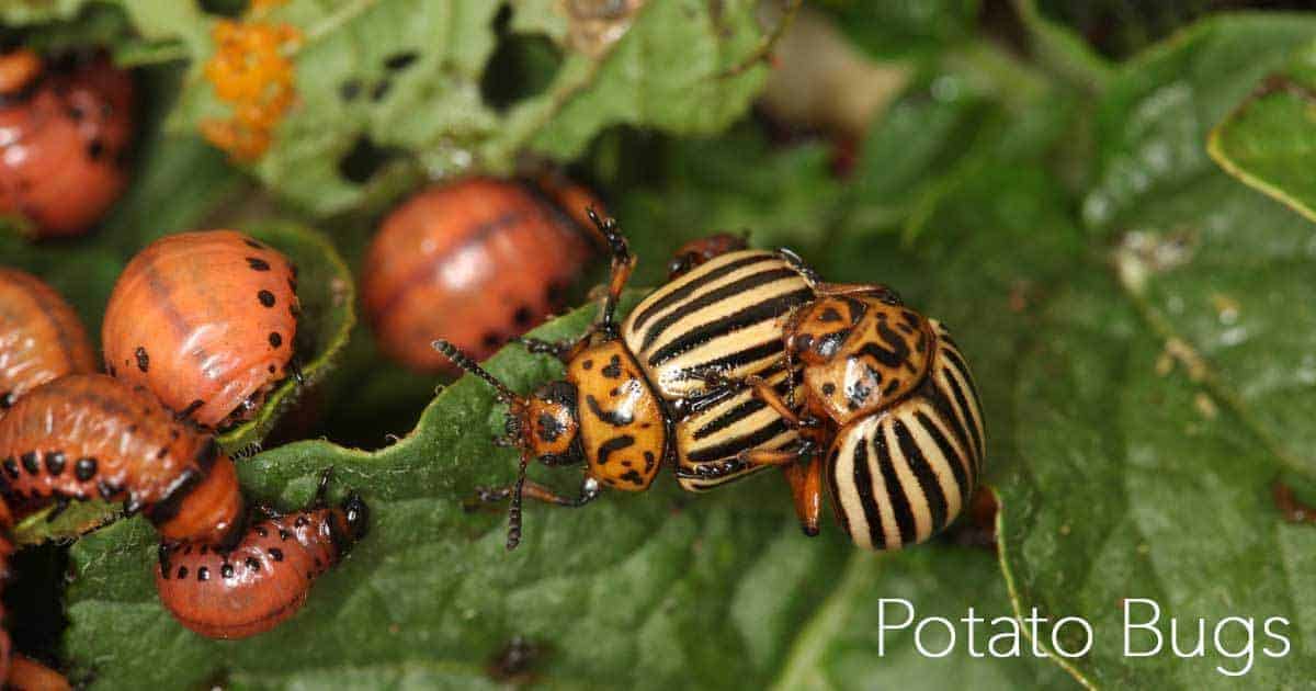 potato bugs adult and larval stage