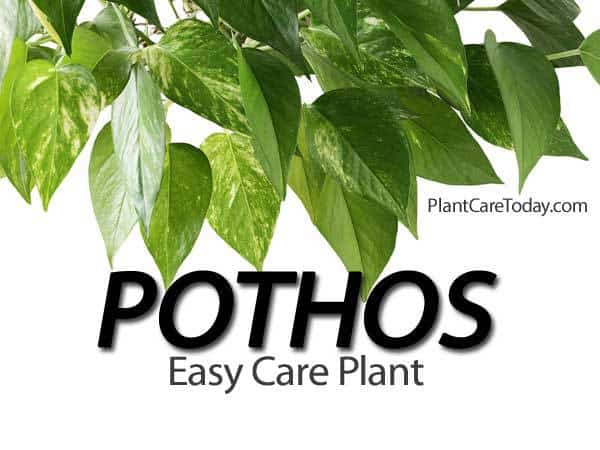 pothos plant the easy care houseplant