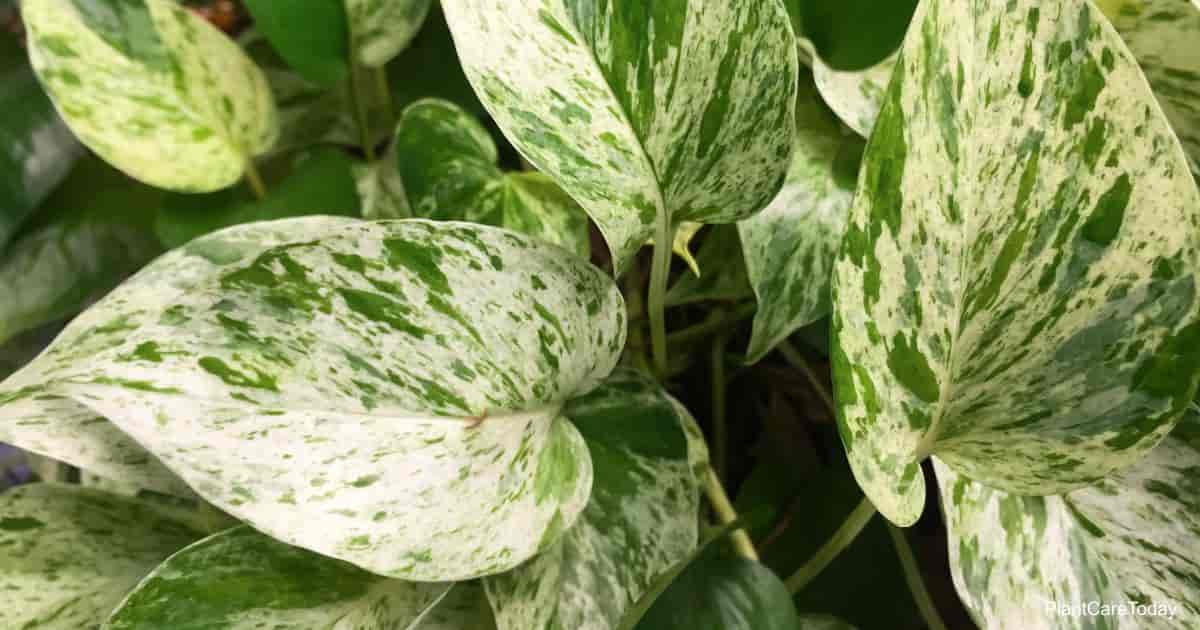  reine de marbre pothos 