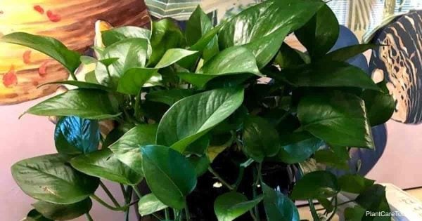 Pothos plant is a popular indoor houseplant 