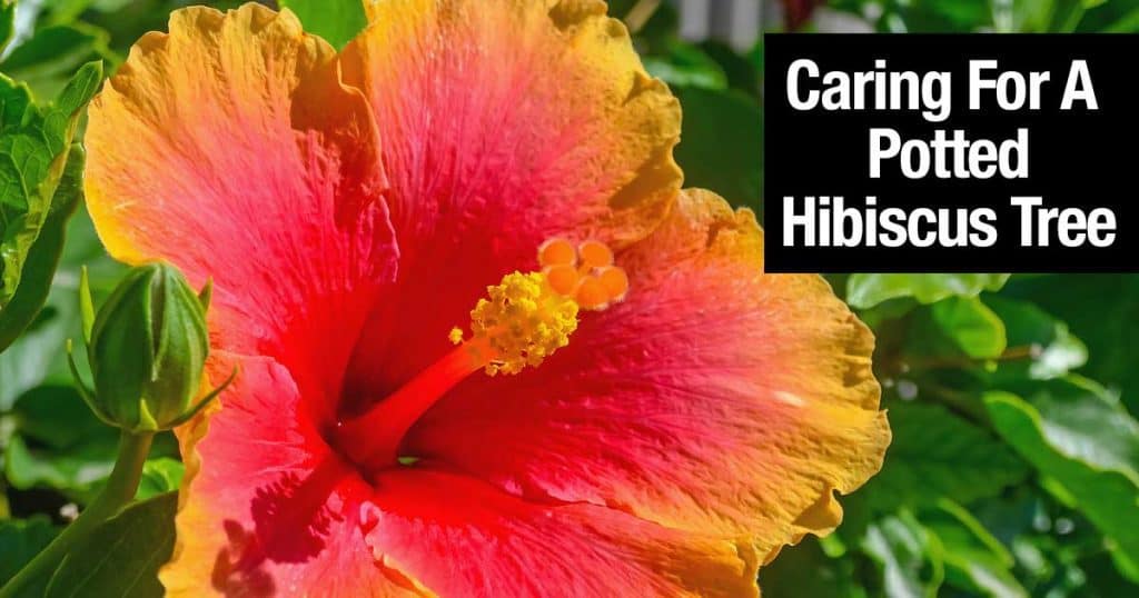 Les hibiscus font de bons arbres pour le patio