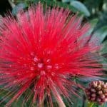Red flower of Powder Puff - Calliandra haematocephala