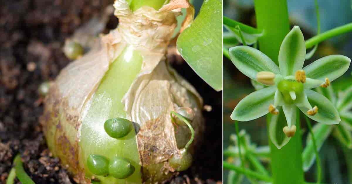 Pregnant Onion Plant Care: Growing The Unique Ornithogalum ...