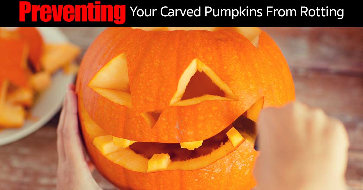 Why do pumpkins rot after carving?