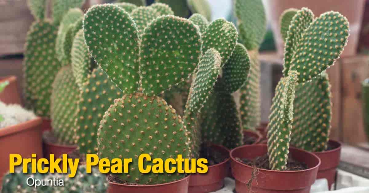 prickly pear cactus flower stages