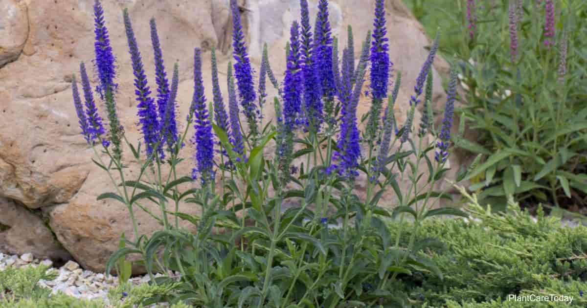 Pride Of Madeira Care Learning To Grow Echium Candicans