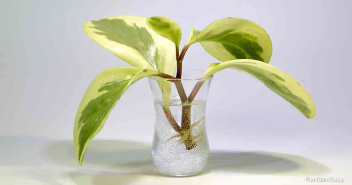 Baby Rubber Plant (Peperomia obtusifolia) – Rooted