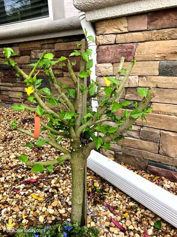 afslappet tsunamien Peck Pruning Hibiscus: How And When To Prune Hibiscus For Best Growth