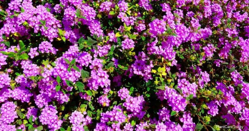 Blooms of the Purple Trailing Lantana