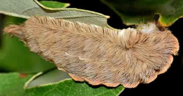 toupee caterpillar